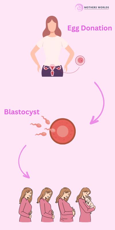 Egg/embryo donor program .